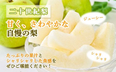 【先行予約・数量限定】ハウス二十世紀梨 3kg【鳥取県産】（生橋農園） 梨 果物 フルーツ