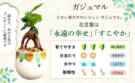 観葉植物『feliceフェリーチェ』ガジュマル＆ erba エルバ【名護産植木鉢SDGｓ】 観葉植物 やちむん 観葉植物 ガジュマル 観葉植物 インテリア 観葉植物 国産 観葉植物 陶器