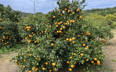 【2027年 先行予約】共選タンカン　約10kg（秀品・白箱） たんかん なご 国産 県産 おきなわ 厳選 ギフト 甘い あまい 魅力 お土産 食べ物 美味しい 取り寄せ ご当地 オキナワ 南国 トロピカル 旨味