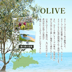 【 小豆島 】小豆島のオリーブ苗木 2本セット（中） 植物 観葉植物 インテリア オリーブ 苗木 香川 香川県 土庄 土庄町