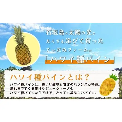 【先行予約】石垣島産 ハワイ種パイン 3～4玉セット 約4.2㎏　TD-7