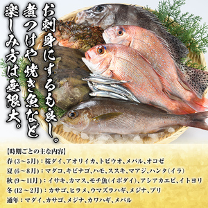 旬の天然鮮魚BOX(3～5kg) 国産 刺身 魚貝 魚介 鮮魚 海産物 天然物 煮つけ 焼き魚【さるがく水産】akn028-30