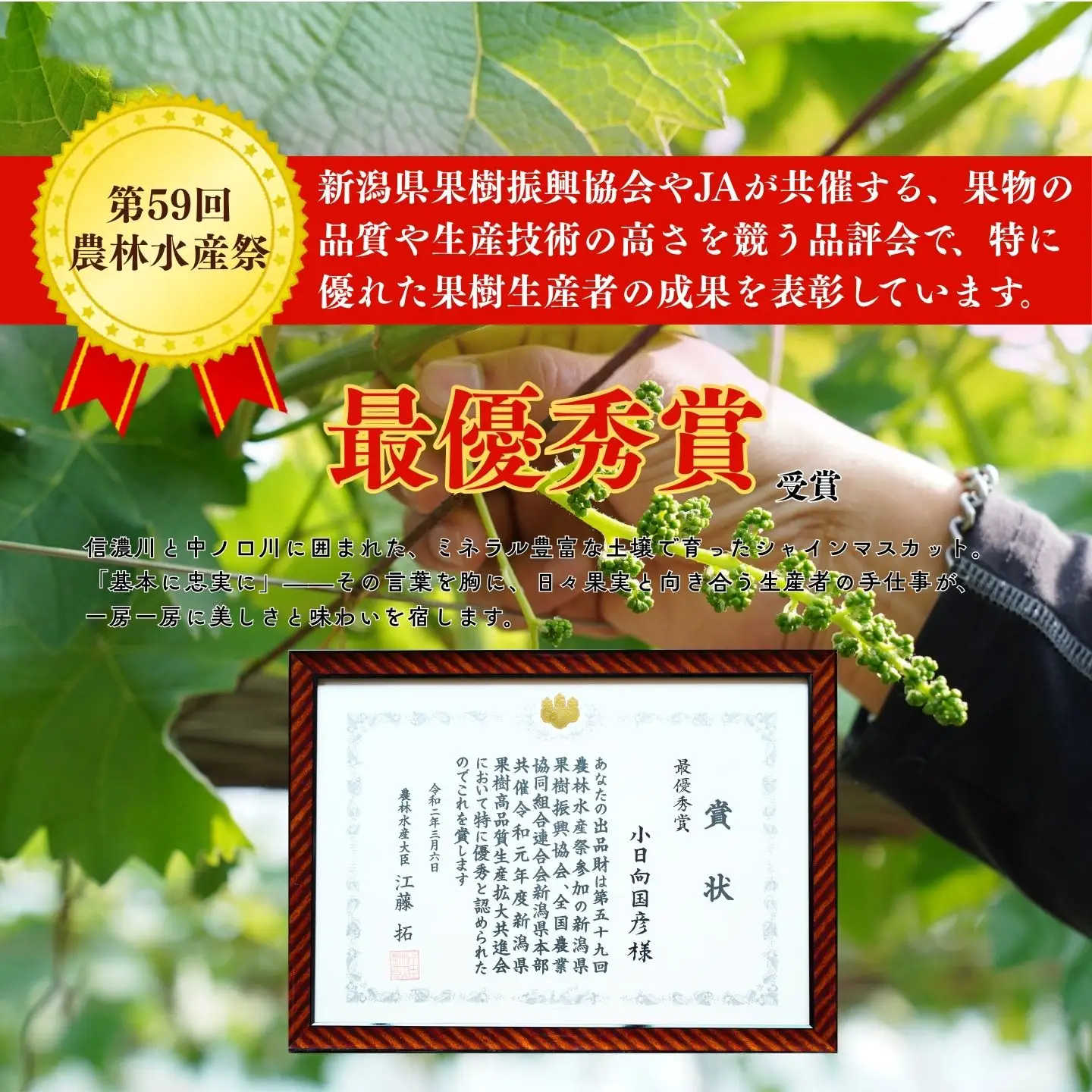 大房シャインマスカット 1房 約600g [2026年発送分] 令和8年産 シャインマスカット 新潟県三条市 果物 こひなた果樹園]