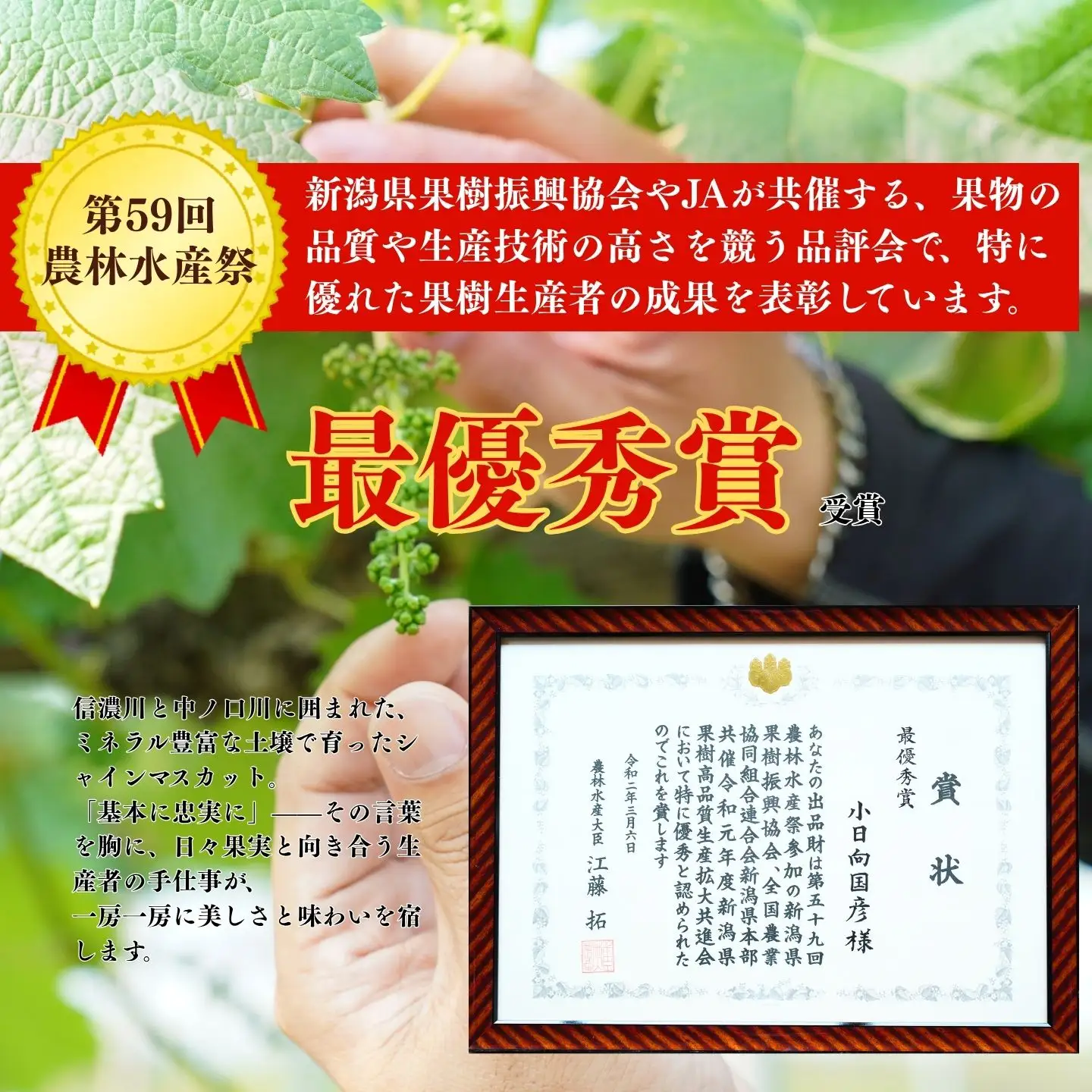 ＊先行予約＊　シャインマスカット 小房詰め合わせパック 約600g×3 約1.8kg [2026年発送分] 令和8年 シャインマスカット 新潟県三条市 果物 こひなた果樹園]