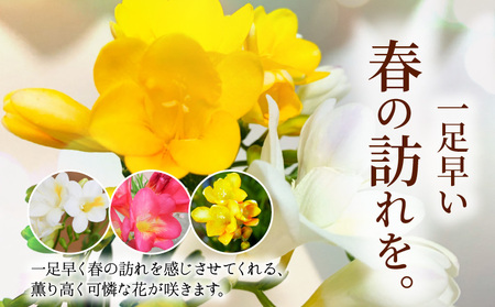 ■薫り高い可憐な花を咲かせます。フリージア球根 約15球入 W008-016u 雑貨 日用品 花