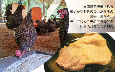 地鶏 愛媛 媛っこ地鶏 もも肉 約4kg 