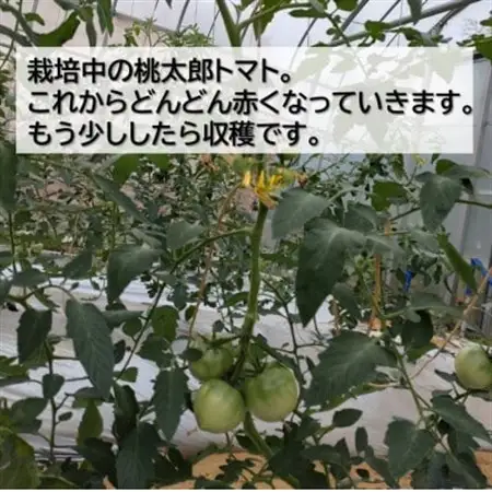 桃太郎トマト 約2kg(10～12玉) 大阪府　和泉市　道の駅いずみ山愛の里【配送不可地域：離島】【1525134】