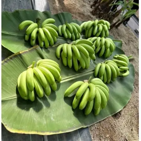 HAMANAKO　りき　バナナ 箱入り 5本(各160~190g)_果物・フルーツ   くだもの_【配送不可地域：離島】【1525861】
