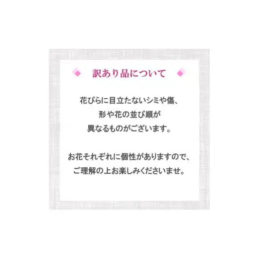 【訳あり】 胡蝶蘭 7本立て 白
