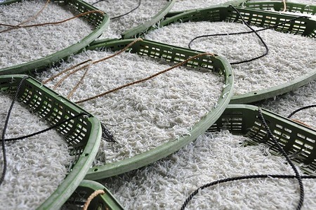 ふるさと特鮮 釜揚げしらす 約400g【紙箱】 和歌山県美浜町産｜しらす 魚 鮮魚 減塩 採れたて 国産 お米 ご飯 ごはん 丼 ※年末年始のお届け不可
