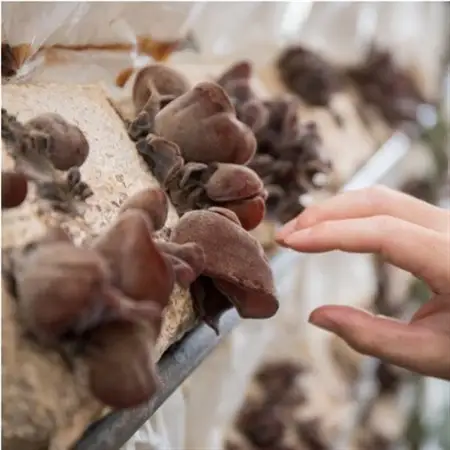 きのこ狩り体験チケット×6枚(500g)_旅行券・チケット  体験チケット _【1288606】