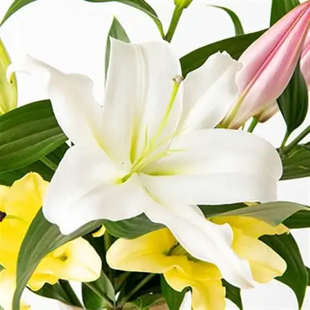 ユリ農家から直送!笑顔引き出す ユリの花束ギフト_花・観葉植物  花 _【1293099】