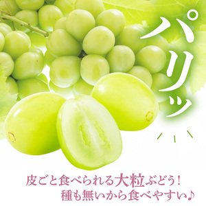 【先行予約】 令和8年産 プレミアム シャインマスカット 1房