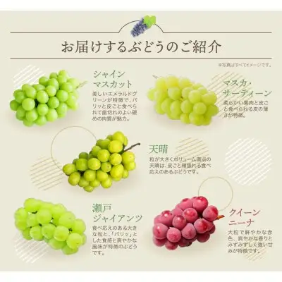 Y20-03 【2026年発送】《予約受付》 季節のぶどう3種セット 約1.5kg シャインマスカット ピオーネ クイーンニーナ ナガノパープル バイオレットキング マイハート マスカ・サーティーン マスカット・ノワール スカーレット 天晴 瀬戸ジャイアンツ