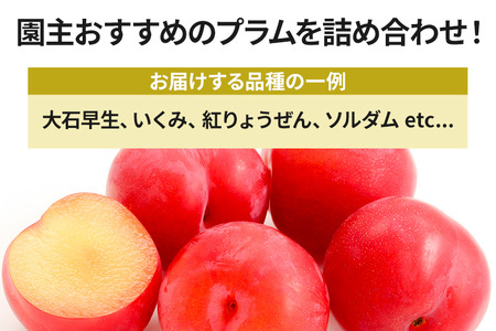 《7月上旬～7月下旬にお届け》 園主おすすめのプラム 約3kg 詰め合わせ フルーツ王国松井