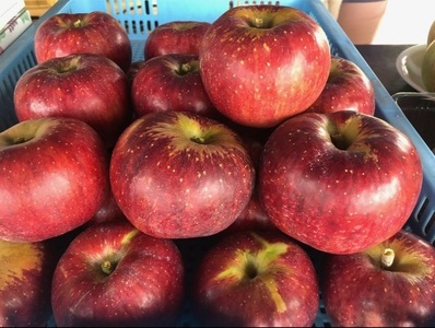 【2026年先行予約】【訳あり】秋映5kg(12個～16個） りんご 山梨県産 秋映 期間限定 家庭用 規格外 フルーツ 果物 果実 山梨 北杜市 [h301]