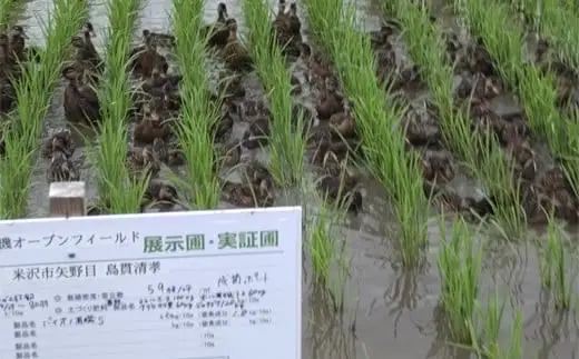 【玄米】 有機JAS つや姫 2kg 有機肥料100% 無農薬 2026年産 農家直送 ブランド米