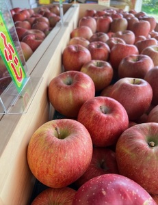 【2026年先行予約】【訳あり】早生ふじ5kg(14個～16個） りんご 山梨県産 早生ふじ 期間限定 家庭用 規格外 フルーツ 果物 果実 山梨 北杜市 [h301]