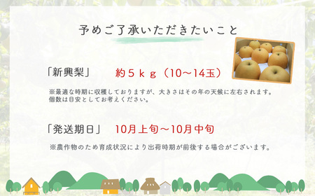 新興梨【鳥取県産】５ｋｇ（生橋農園） 梨 果物 フルーツ