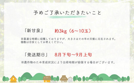 新甘泉【鳥取県産】３ｋｇ(生橋農園) 梨 果物 フルーツ