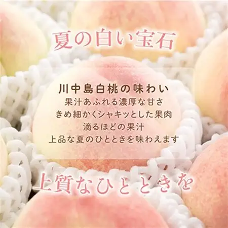 先行受付!　【川中島白桃】大玉特秀品　食べきりやすい3個入り　こだわり農家厳選!【配送不可地域：離島】【1525341】
