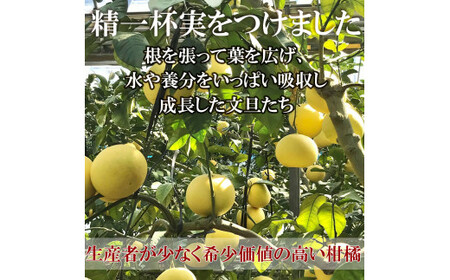 【先行予約】温室土佐文旦 Lサイズ 7個入り〈2026年12月上旬?2027年1月中旬頃発送〉  /  お得箱 ブンタン ぶんたん 土佐文旦 フルーツ 果物 くだもの 柑橘 旬 訳あり わけあり ご自宅用 ご家庭用 おいしい 甘い【白木果樹園】 [BQAI039]