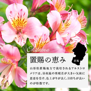 アルストロメリア ホワイト系 1束 10本入り 花 生花 切花 2026年4月～7月上旬頃 お届け予定 山形県 米沢市