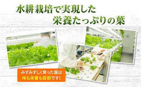 レタス 6個 水耕栽培 フリルレタス  無農薬