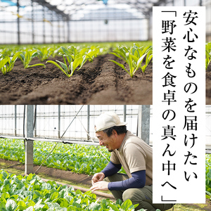 【定期便3回】【数量限定・訳あり】志布志湾ほうれん草(計6kg 2kg×3回) サラダ おひたし お味噌汁 スムージー ほうれん草 ジュース ほうれんそう t0036-005