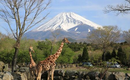 入園券 静岡 富士サファリパーク 大人 1枚 動物園 富士 サファリパーク 動物 体験 体験チケット チケット 券 子供 家族 お出かけ スポット 旅行 静岡県 裾野 裾野市