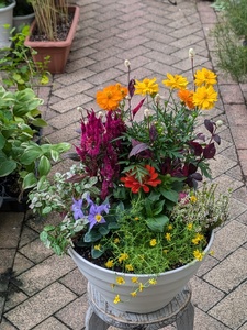 ガーデニング　季節の寄せ植え[142F01] 花 寄せ植え 鉢 鉢植え 花屋 季節 旬 園芸 ガーデニング おまかせ