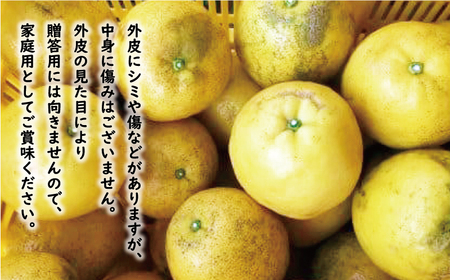 訳あり 河内晩柑 7kg (サイズミックス) 傷み保証500g  河内晩柑