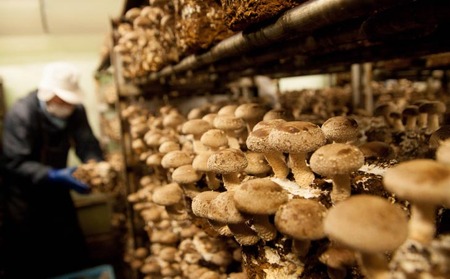 【農薬・化学肥は不使用】森の木ファームしいたけ（1キロ箱）ふぞろい