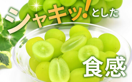 【先行予約】シャインマスカット 2房（約1.2～1.5kg）【城 果樹園】[ZFD001]