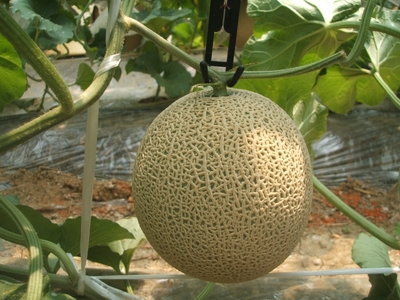 【2026年7月上旬より順次発送】静岡県浜松市産マスクメロン1.5kg×2個