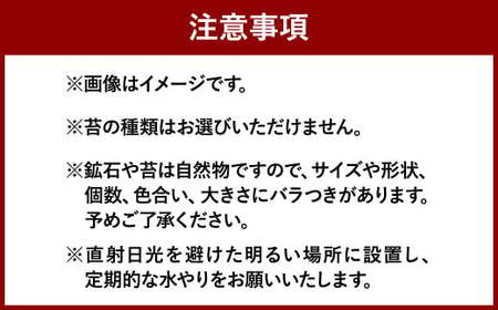 【手づくりキット】 ミニ庭園 苔テラリウム 【インテリア】 説明書 付き 植物 テラリウム 苔テラリウム 苔 こけ コケ 手作り ハンドメイド セット