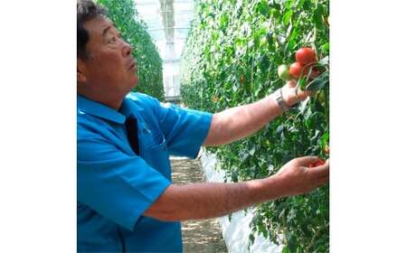 ＜2026年1月下旬から発送＞旬の濃旨フルーツトマト3kg 糖度8-10度 大小混合 詰め合わせ フルーツトマト ふるーつとまと とまと トマト 桃太郎 甘い 濃厚 美味しい【池トマト】 [BQAG051]