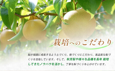 美祢市 二十世紀梨 （約3kg）【先行予約：9月より発送予定】