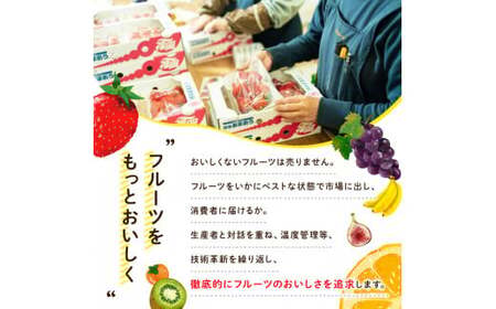 ＜先行予約受付中！2026年8月上旬～2026年10月中旬に順次発送予定＞いちじく とよみつひめ(約300g×4パック) ＜離島配送不可＞【ksg1229】【南国フルーツ】