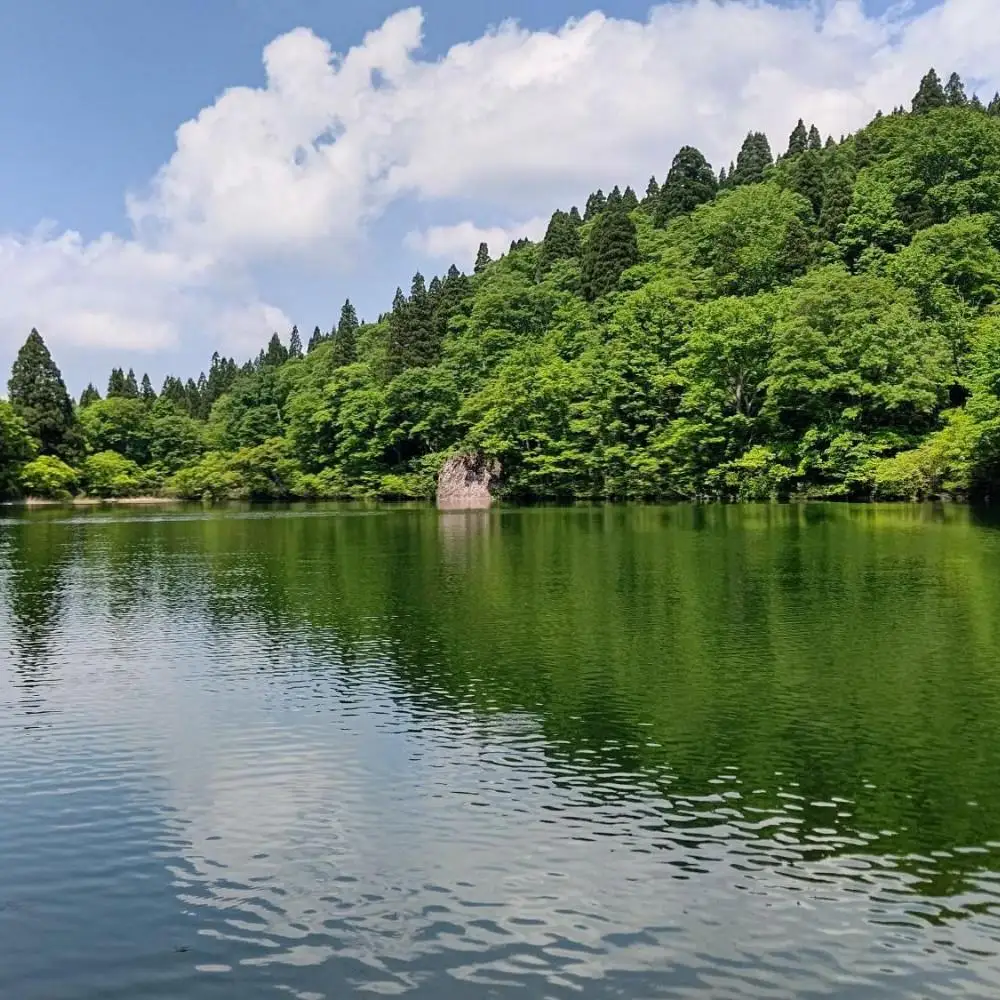 グッドデザイン賞受賞　網戸張替シート【縄が池の水芭蕉】