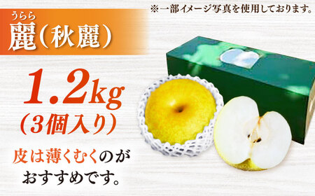 【2026年発送分 先行予約】【化粧箱入り】麗（秋麗）3個入（約1.2kg） / 佐賀県 / 大川三世代 [41AEAB007]