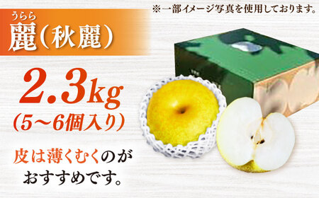 【2026年発送分 先行予約】【化粧箱入り】麗（秋麗）5-6個（約2.3kg） / 佐賀県 / 大川三世代 [41AEAB008]