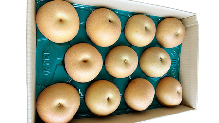 【 2026年9月下旬発送開始 】 茨城県産 梨 新高 （約 5kg ） 6～12玉