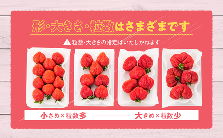 ZI368.人気№１獲得謝礼品★限定品★あまおう約８１０g（先行受付．２０２７年２月以降発送）