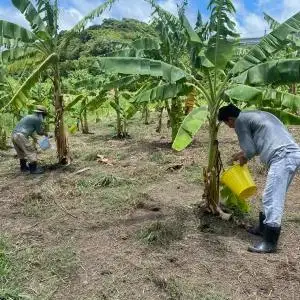 黄金バナナ（アップルバナナ）約3kg （CF001-1）