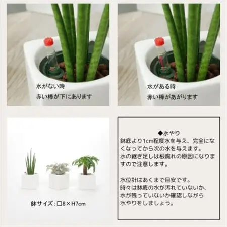 キュートフィット白角3個セット【オススメの観葉植物でお届け】【1504098】
