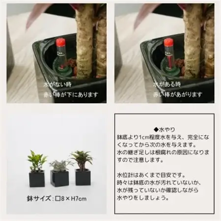 キュートフィット黒角3個セット【オススメの観葉植物でお届け】【1504099】