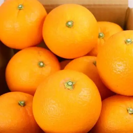 厳選 ネーブルオレンジ2.5kg+250g(傷み補償分)【光センサー選別】【柑橘・ジュース】【1531943】