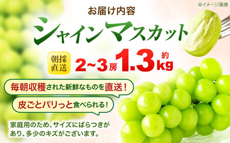 ※【2026年9月より順次発送／先行予約】【ご家庭用】シャインマスカット 約1.3kg(2房から3房) / フルーツ 果物 ぶどう マスカット シャインマスカット しゃいんますかっと / 諫早市 / 肥前グローカル株式会社 [AHDI007]