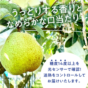 【2026年発送】西洋梨《ラ・フランス》約1.5kg（4～8玉）光センサーで糖度14度以上を確認済 [h039]